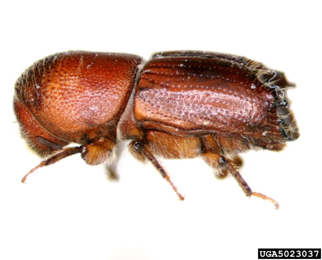 City Issues Statement on Ips Engraver Beetle
